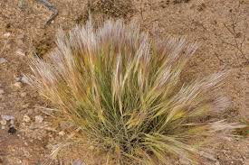 Image result for Stipagrostis