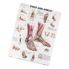 Anatomy Of Foot And Ankle Poster Anatomical Chart Human Body Educational Home Decor