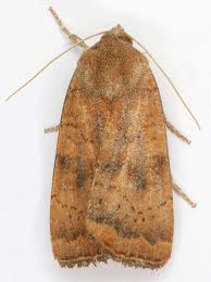 Image result for Noctua interjecta