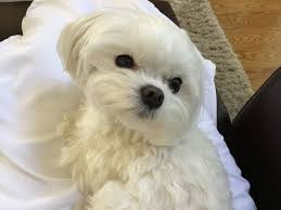 Pin By Debbie On Baby Stella In 2020 Maltese Puppy Baby Stella Doggy