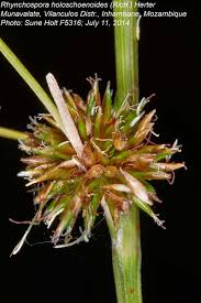 Image result for Rhynchospora holoschoenoides