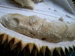 Baner unik durian kocok / download contoh spanduk sop durian cdr keren karyaku : Durian Bhineka Bawor Ide Kreatif Pedesaan Di Banyumas Dikabeast