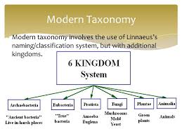 Taxonomy System Linnaean System Essay Sample
