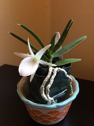 Image result for Angraecum