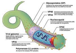 We did not find results for: Structure Of Ebola Virus 18 Download Scientific Diagram