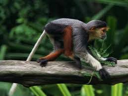 Flora And Fauna The Congo Rainforest Congo Rainforest Fauna Flora And Fauna