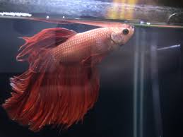 Betta Fish Bloat Album On Imgur