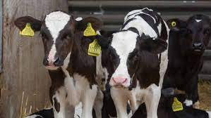 Slaughtering Beef Animals At 12 Months Is Most Profitable Say Scientists Farmers Weekly