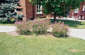 Image result for Syringa meyeri ´Palibin
