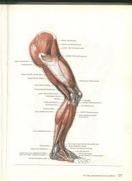 Http Vk Com Albums 83366264 Z Photo 83366264 382400994 Photos 83366264 Anatomiya Cheloveka Anatomiya Risunki