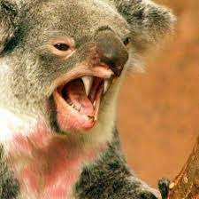 Koala bear animals without hair. Drop Bear Wikipedia