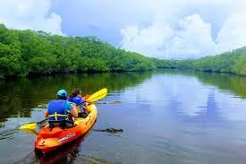 Inexpensive and easy to use, a rubber boat can get you. Explore The Mangrove Creeks With An All Day Tandem Kayak Rental 2021 Key Largo