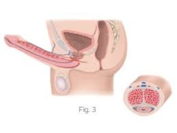Are you ensuring you have a healthy penis? What Makes An Erection Happen How A Penis Gets Hard