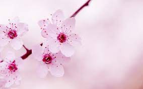 Pink anya peel and stick wallpaper comes on one roll that measures 20.5 inches wide by 18 feet long. Kawaii Flowers Wallpapers Top Free Kawaii Flowers Backgrounds Wallpaperaccess