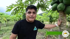 EDGAR POMA: EXPERIENCIAS EN LA PRODUCCION DE PAPAYA CINTA F1CON EL ING.  JOSE SAMBRANO
