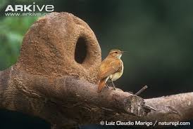Birds That Make Mud Nests On Houses Pin On Animals