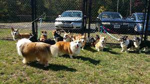 If you haven't settled on a particular breed you can find all the breeds of puppies and dogs we have for sale or adoption near connecticut in these listings. Ct Corgis Home Facebook
