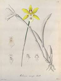 Image result for Summerhayesia