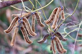 Image result for Mucuna pruriens