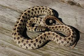We just wanted to show off this cute little noodle! Checkered Garter Snake Facts And Pictures