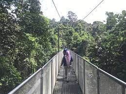 If you're looking for a convenient place to stay, you might search for properties close to public transportation so it's easy to get around. What To Do At Tree Top Walk Sungai Sedim Kedah The Star