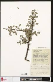 Image result for Danthoniopsis dinteri