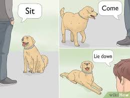 Bath and clean your dog thoroughly. 3 Ways To Teach A Dog To Bow Wikihow