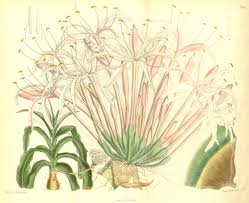 Image result for Crinum buphanoides