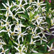 These plants include woody, deciduous vines as well as herbaceous and evergreen varieties. Clematis Southern Star