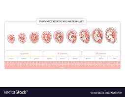 Pregnancy Month Weeks And Trimesters Chart With