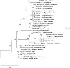 Image result for Decorsea schlechteri