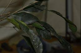 Image result for Ficus ottoniifolia