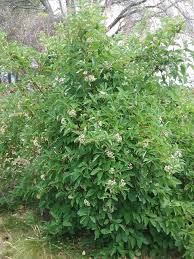 Image result for Sericorema sericea