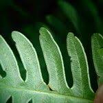 Image result for Pteris linearis
