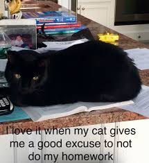 Pin By Imacat On Animal Do Homework Good Excuses Animals
