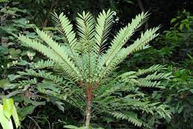 Some people say that the stick refers to the plant's long, twisted roots that some groups harvest for their medicinal value. Tongkat Ali Amazing For Women And Energy Lost Empire Herbs