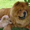 The löwchen is also called the little lion because its coat is often groomed to look like a lion. 1