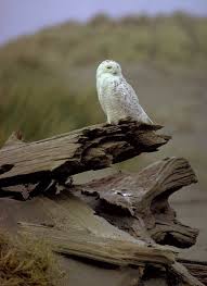 Birds Of North Idaho Snowy Owl 23 27 Largest Owl In North America With A Wingspan Of More Than 5 Feet Primary Habitat In Alaska And Canada With Sighti Coruja Corujas Rapazes