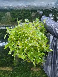 Image result for Lomariopsis hederacea