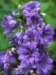 Campanula Bernice Flowers Perennials Flower Garden Plans Perennials