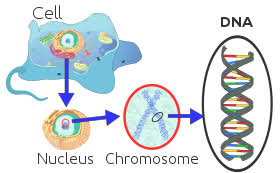 We did not find results for: Chromosome Wikipedia