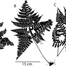 Image result for Triplophyllum heudelotii