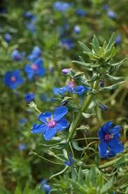 Image result for Anagallis barbata