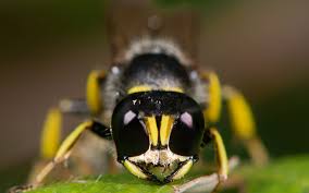 Putting compost into a container rather than. Find Out How To Get Rid Of Ground Digger Wasps Around Your Home Animal Control Specialists