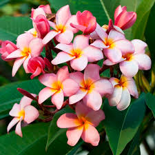 Image result for Plumeria rubra