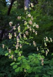 Image result for Thalictrum