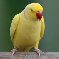 Maybe you would like to learn more about one of these? Yellow Ring Necked Parakeet