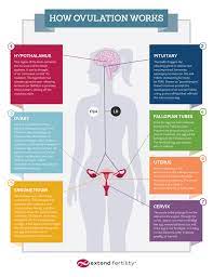 How Ovulation Works | Ovulation 101 - Extend Fertility