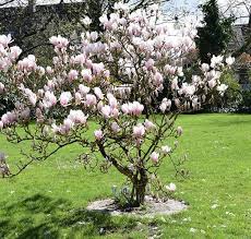 Guten Morgen Und Einen Schonen Start In Die Neue Woche Die Magnolienblute In Unserem Garten Darf Auch Dieses Jahr Im Fee Fruhlingsgarten Garten Garten Anlegen