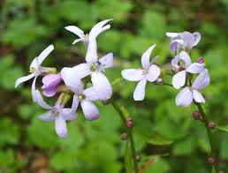 Image result for Cardamine